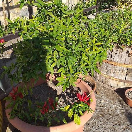 Appartamento House Ida Скафати Екстериор снимка