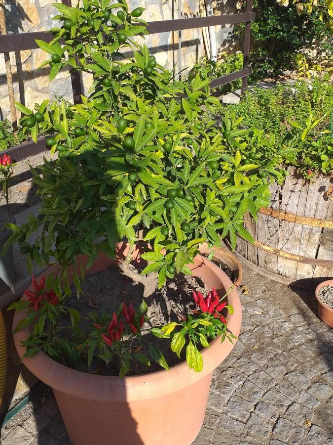 Appartamento House Ida Скафати Екстериор снимка
